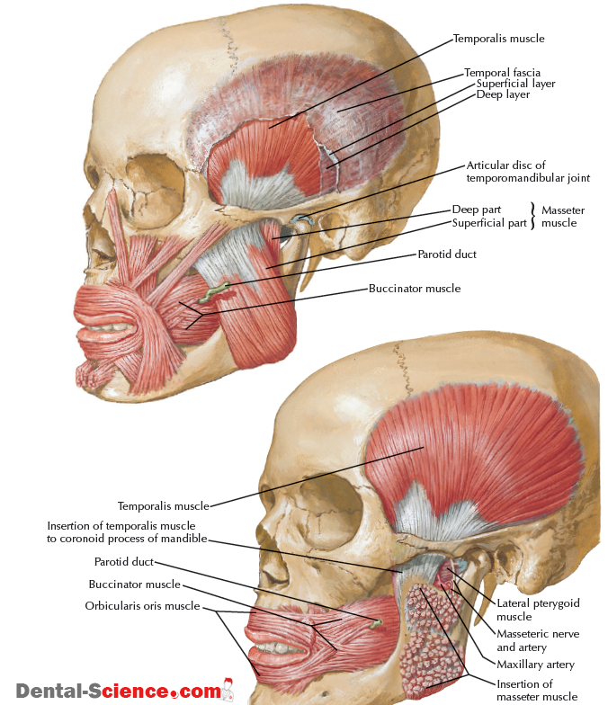 muscles of mastication - Dental Science