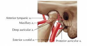 Temporomandibular Joint 