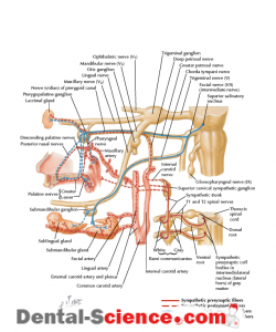 nerve supply of pterygopalatine fossa