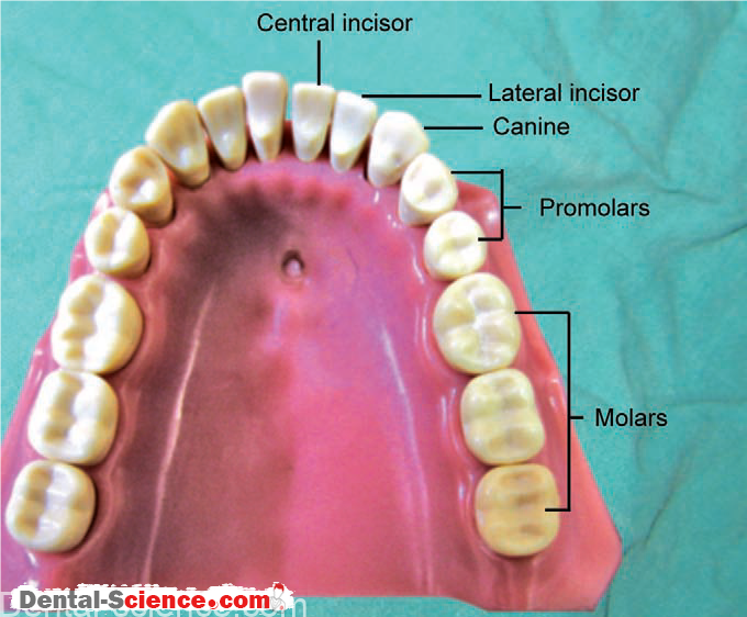 Types Of Human Teeth Dental Science